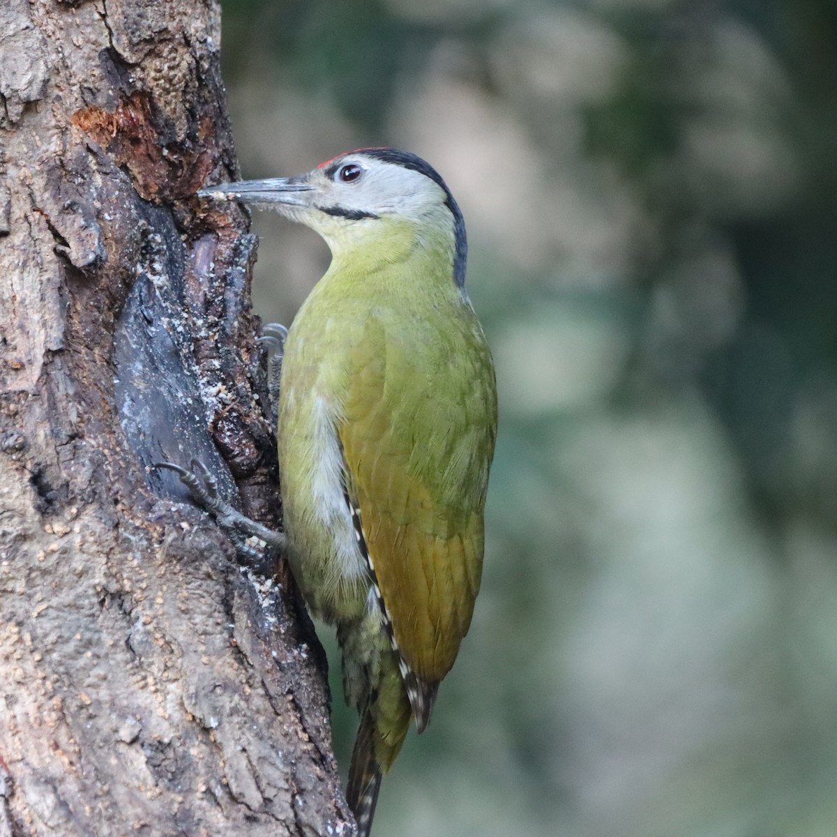 Pic cendré - ML647510387