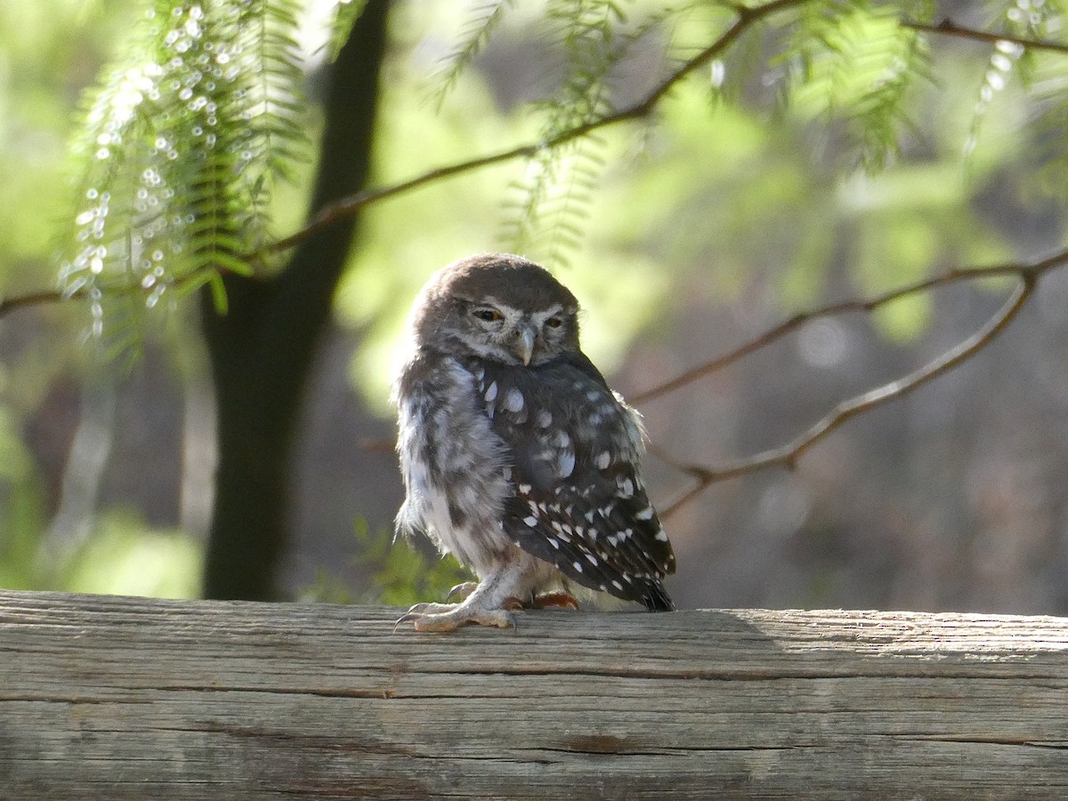 Pearl-spotted Owlet - ML647510388