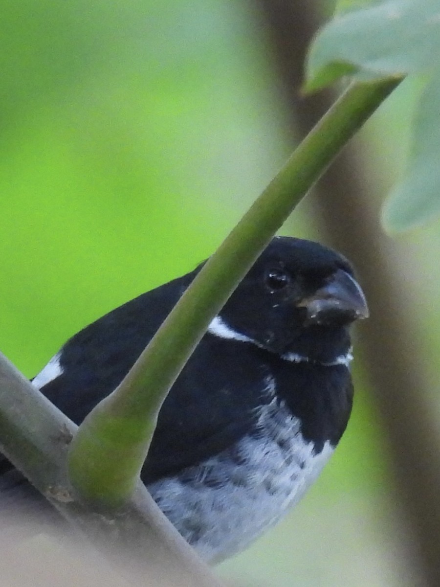 Variable Seedeater - ML647510389