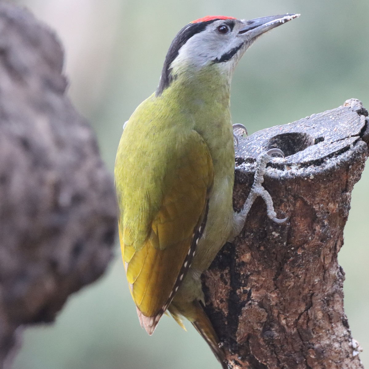 Pic cendré - ML647510394