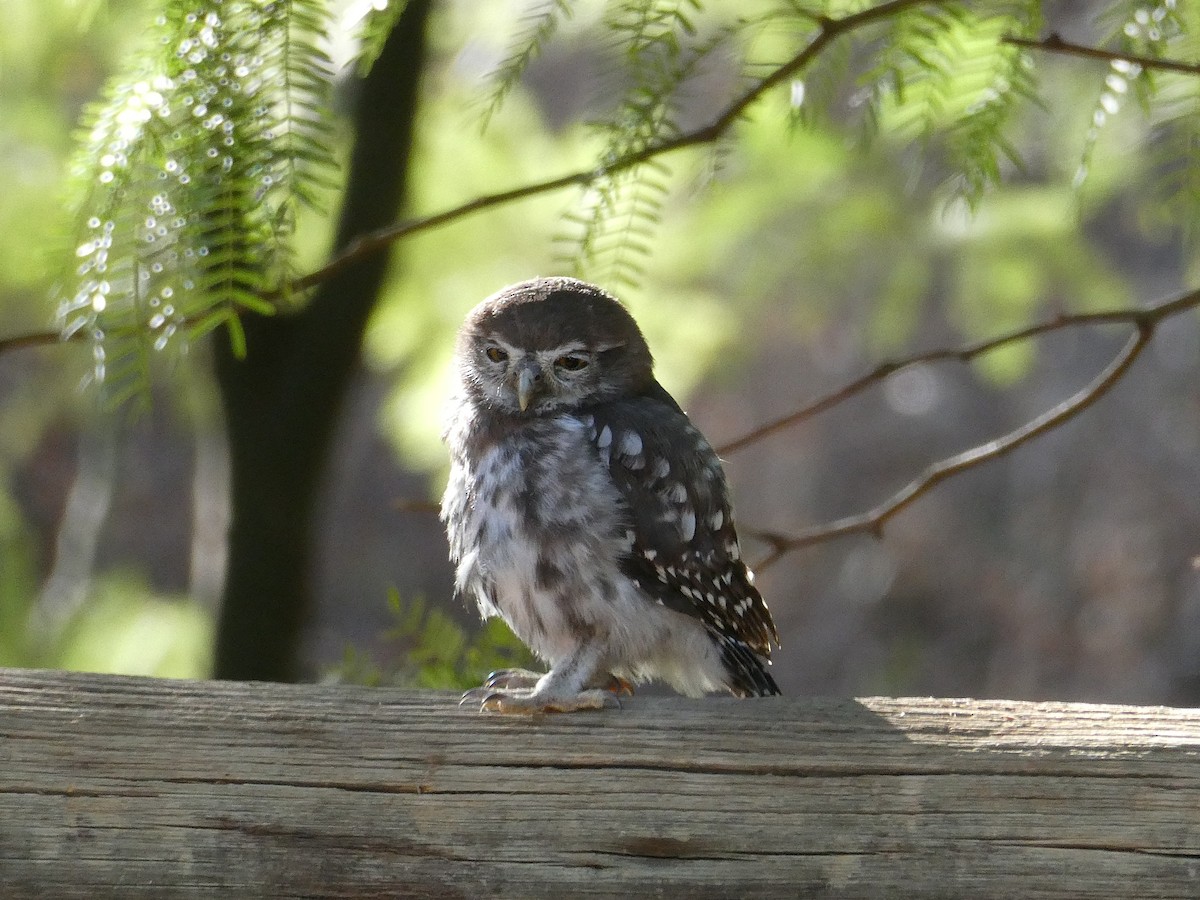 Pearl-spotted Owlet - ML647510396