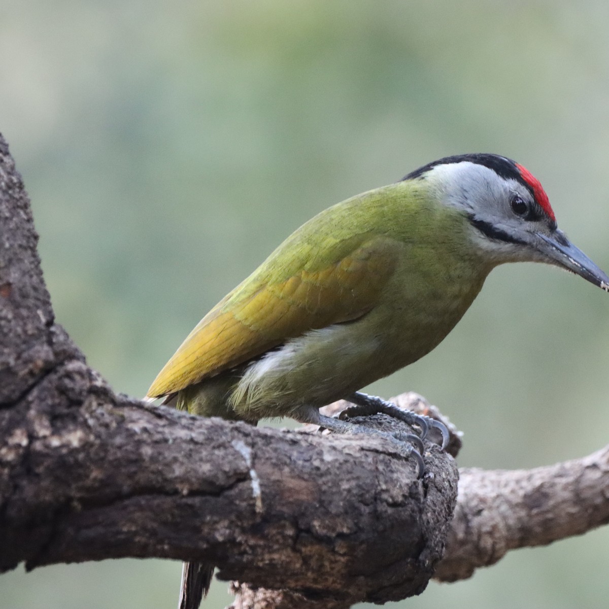 Pic cendré - ML647510404