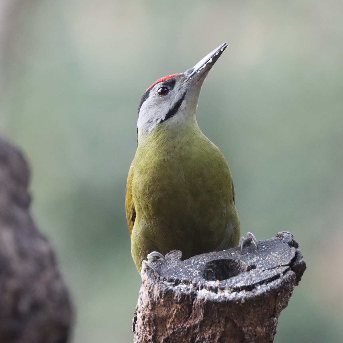 Pic cendré - ML647510413