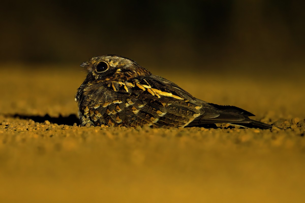 Chotacabras Hindú - ML647510423