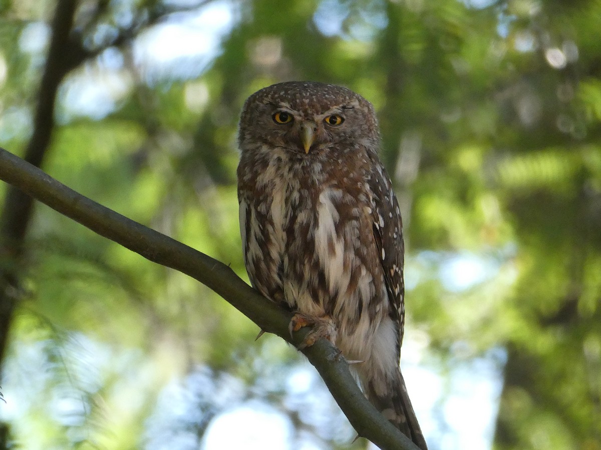Pearl-spotted Owlet - ML647510427