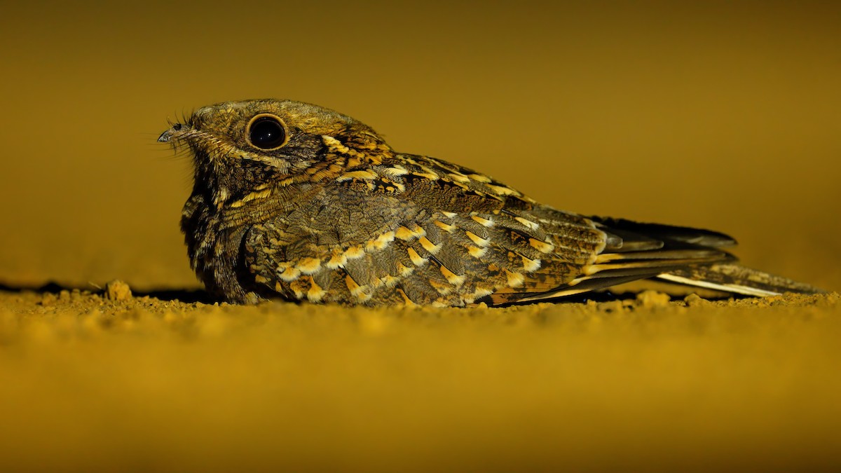 Chotacabras Hindú - ML647510431