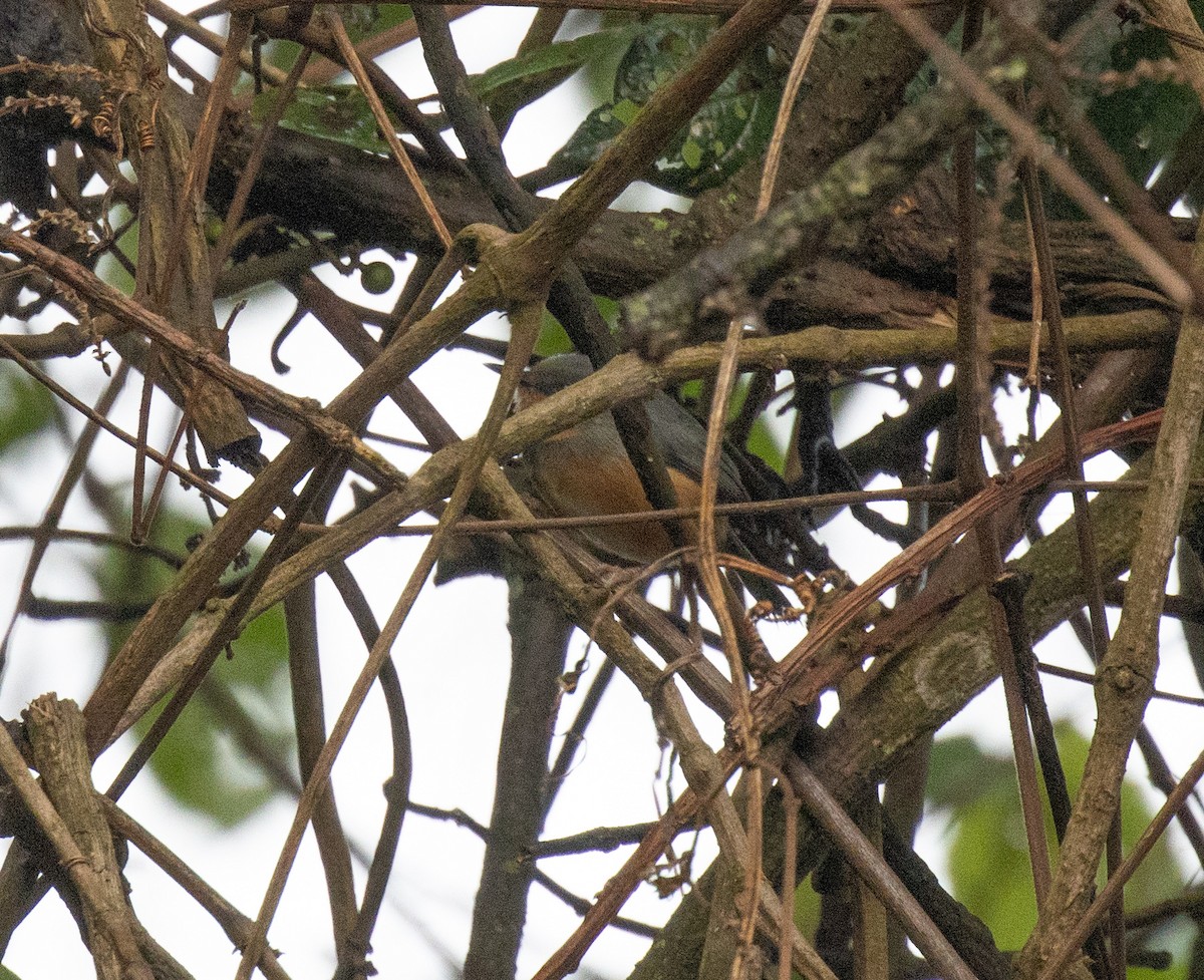 Rwenzori Apalis - ML647510438