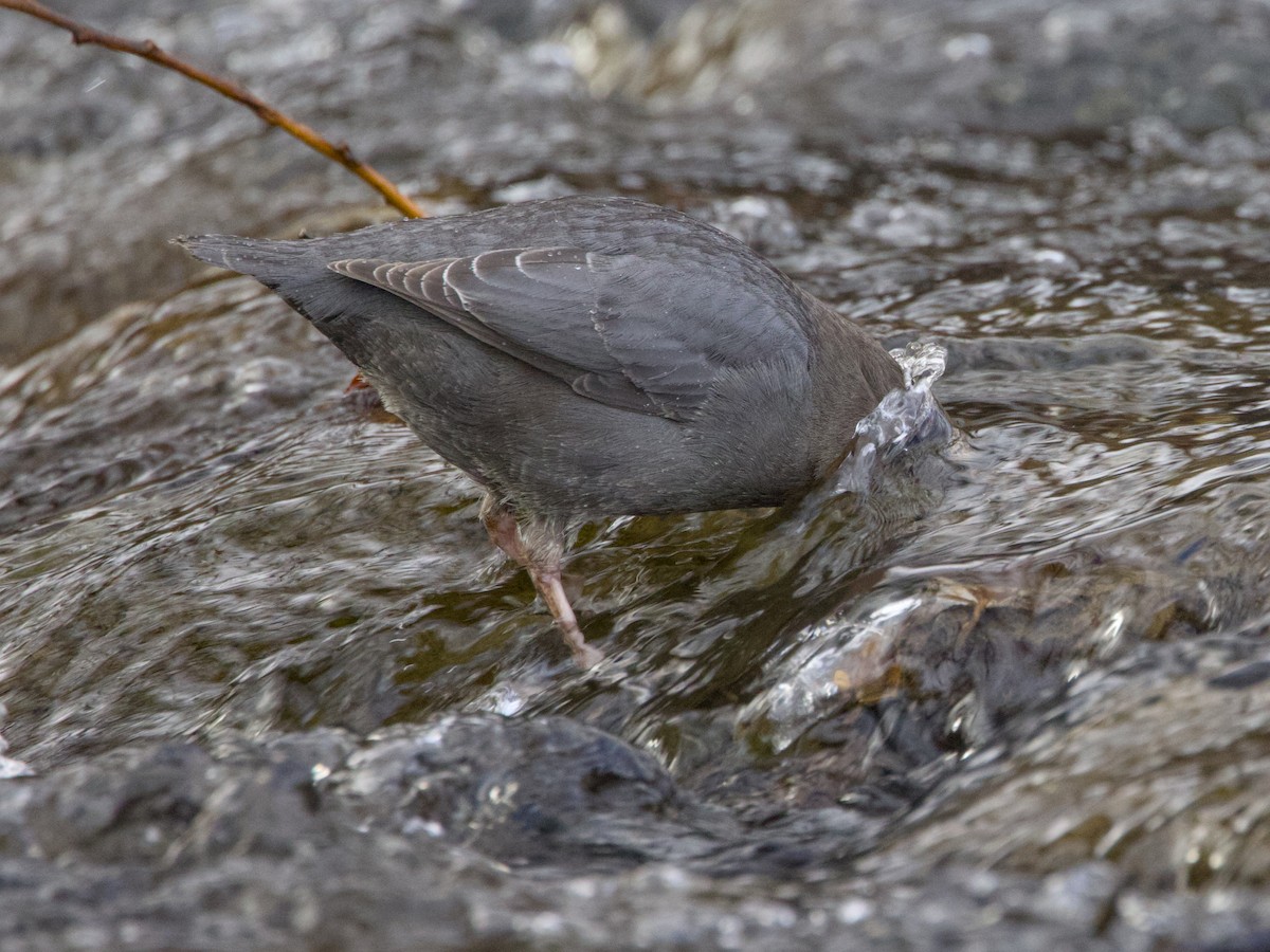 American Dipper - ML647510441