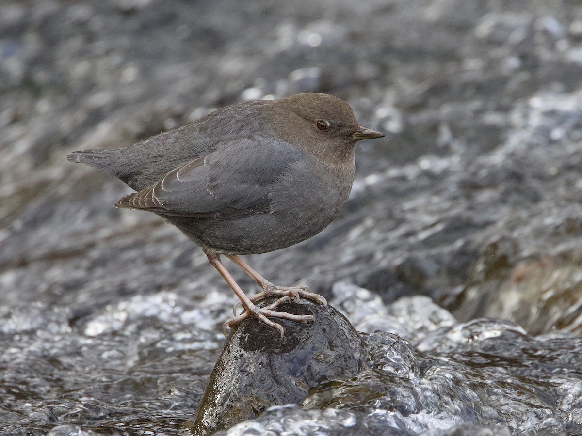 American Dipper - ML647510442