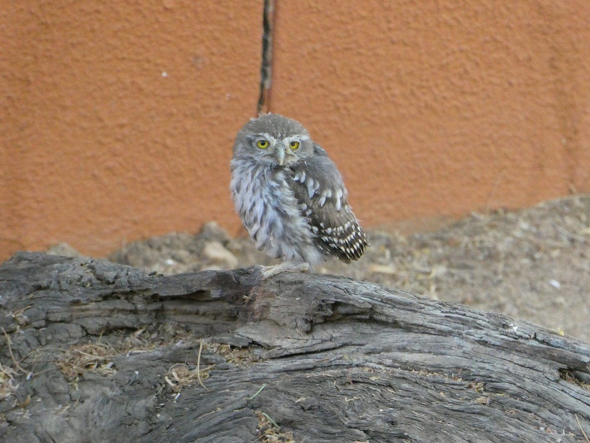 Pearl-spotted Owlet - ML647510443