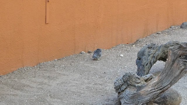 Сичик-горобець савановий - ML647510449