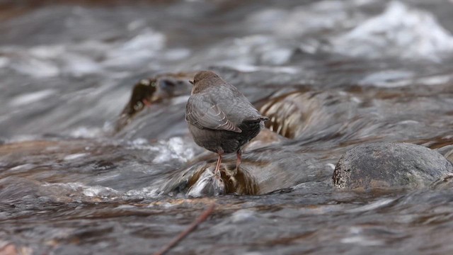 Пронурок сірий - ML647510451