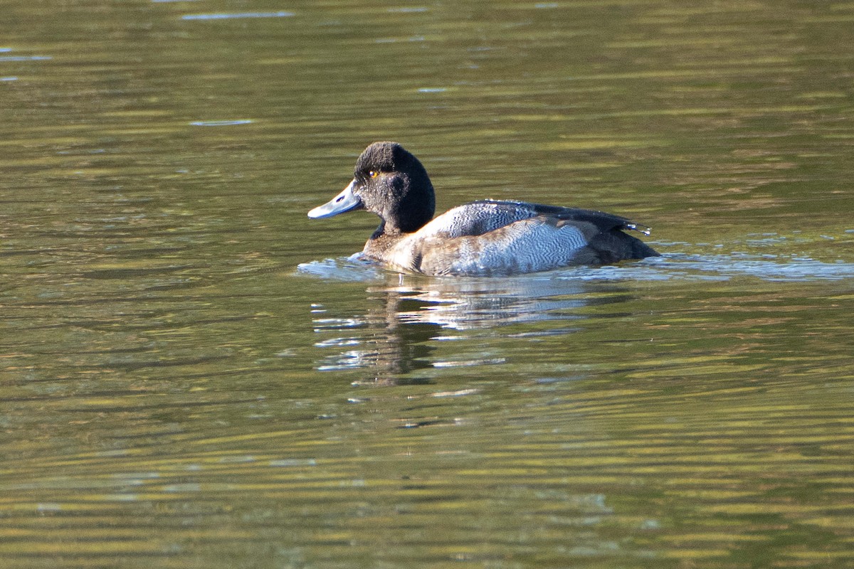 コスズガモ - ML647510453