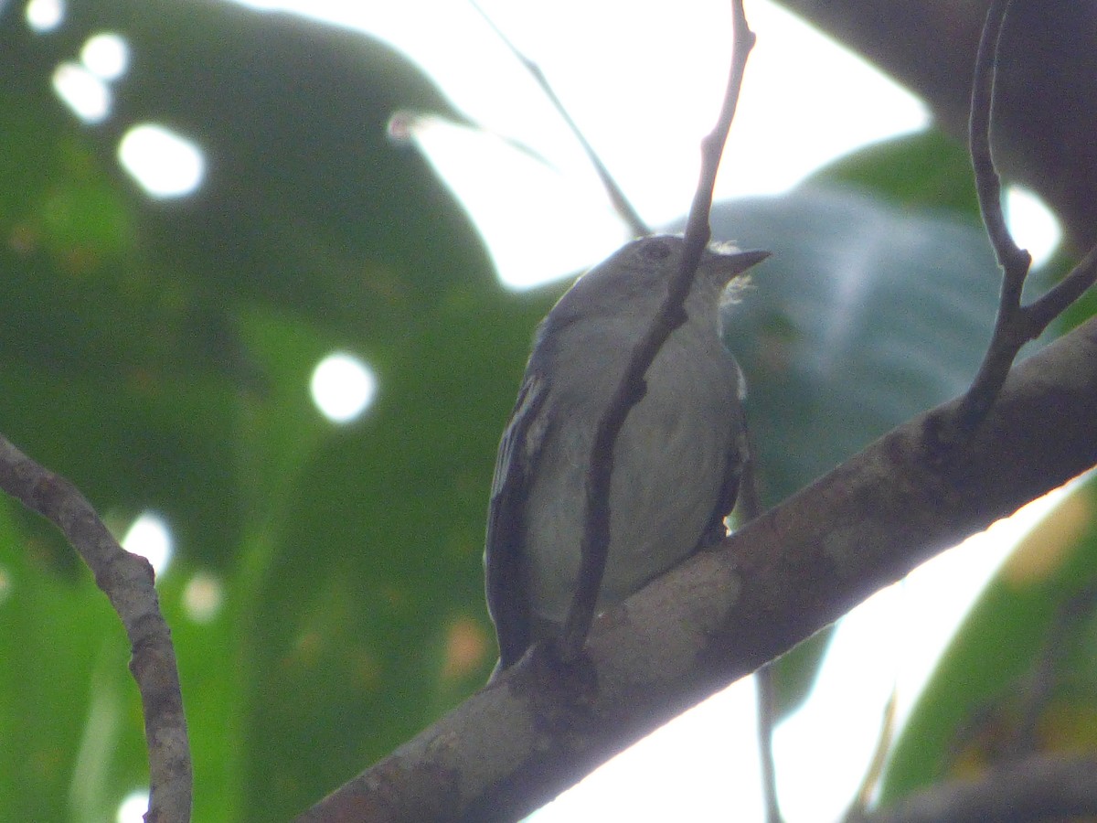 Amazonian Elaenia - ML647510488