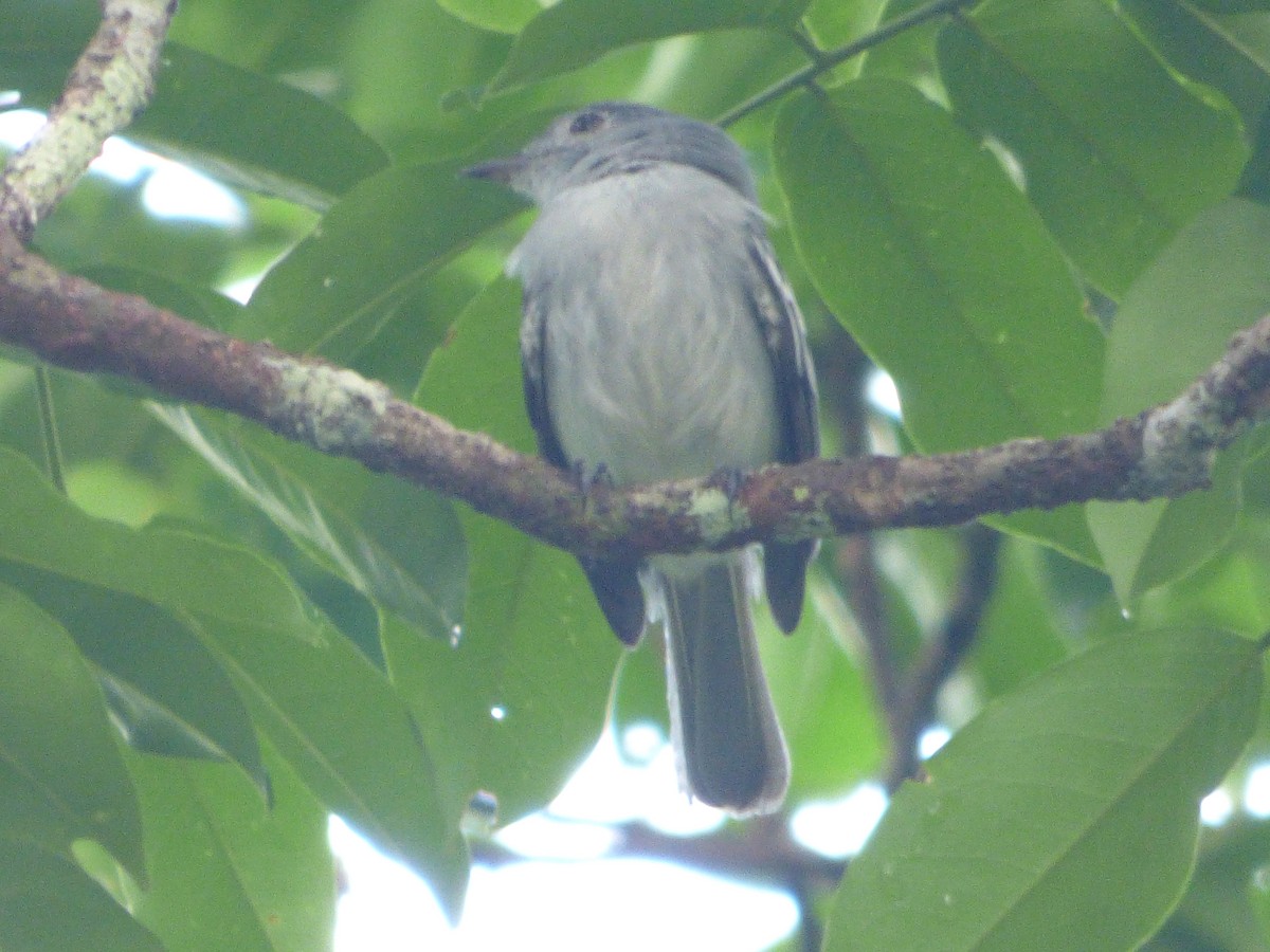 Amazonian Elaenia - ML647510489