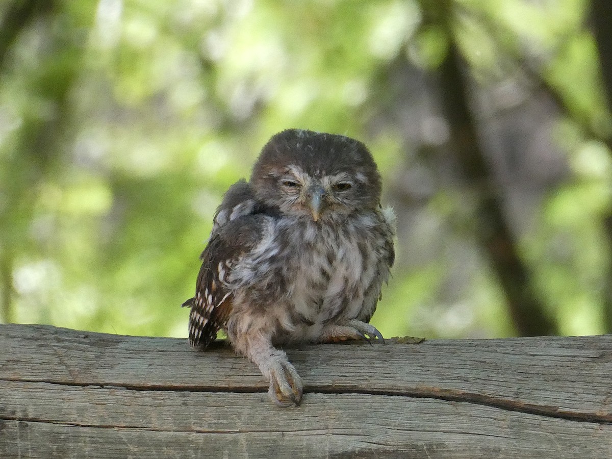 Pearl-spotted Owlet - ML647510496