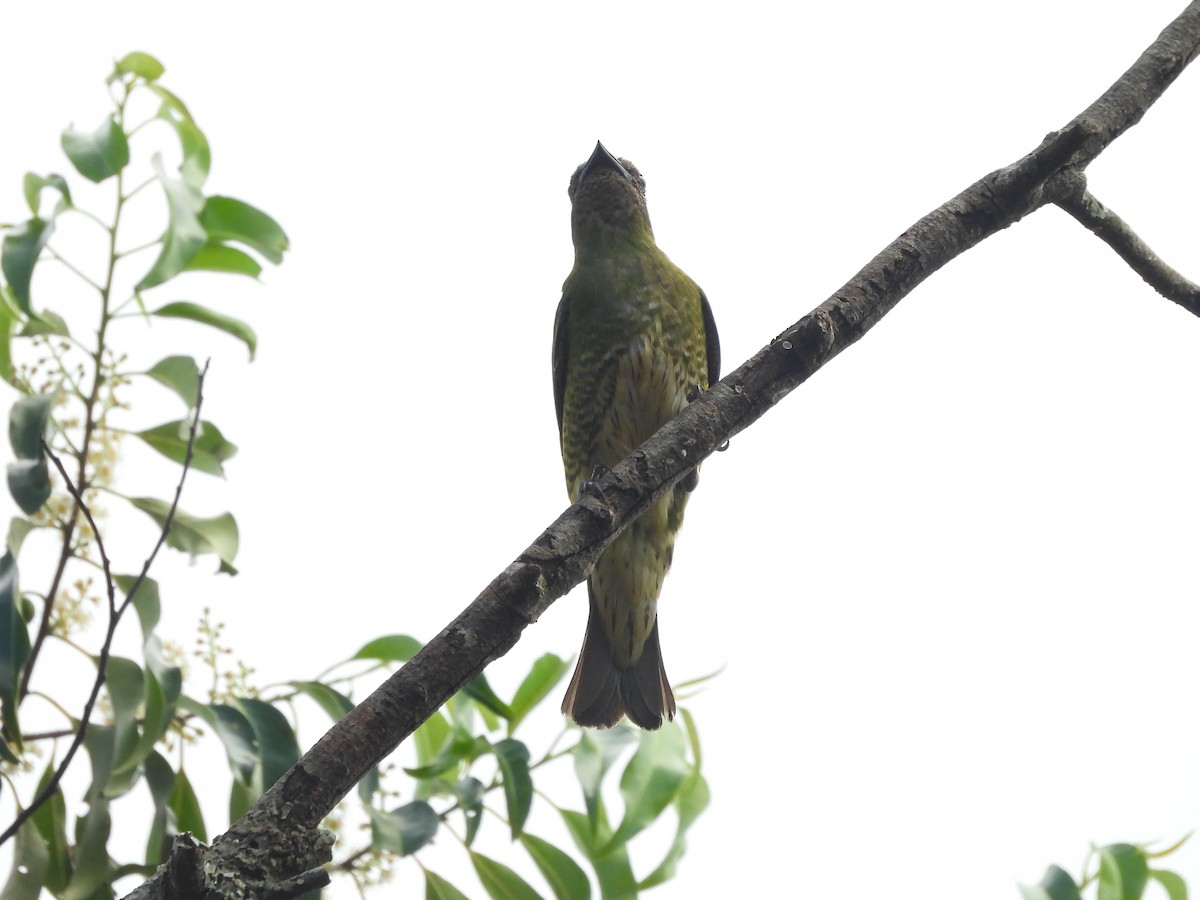 Swallow Tanager - ML647510497