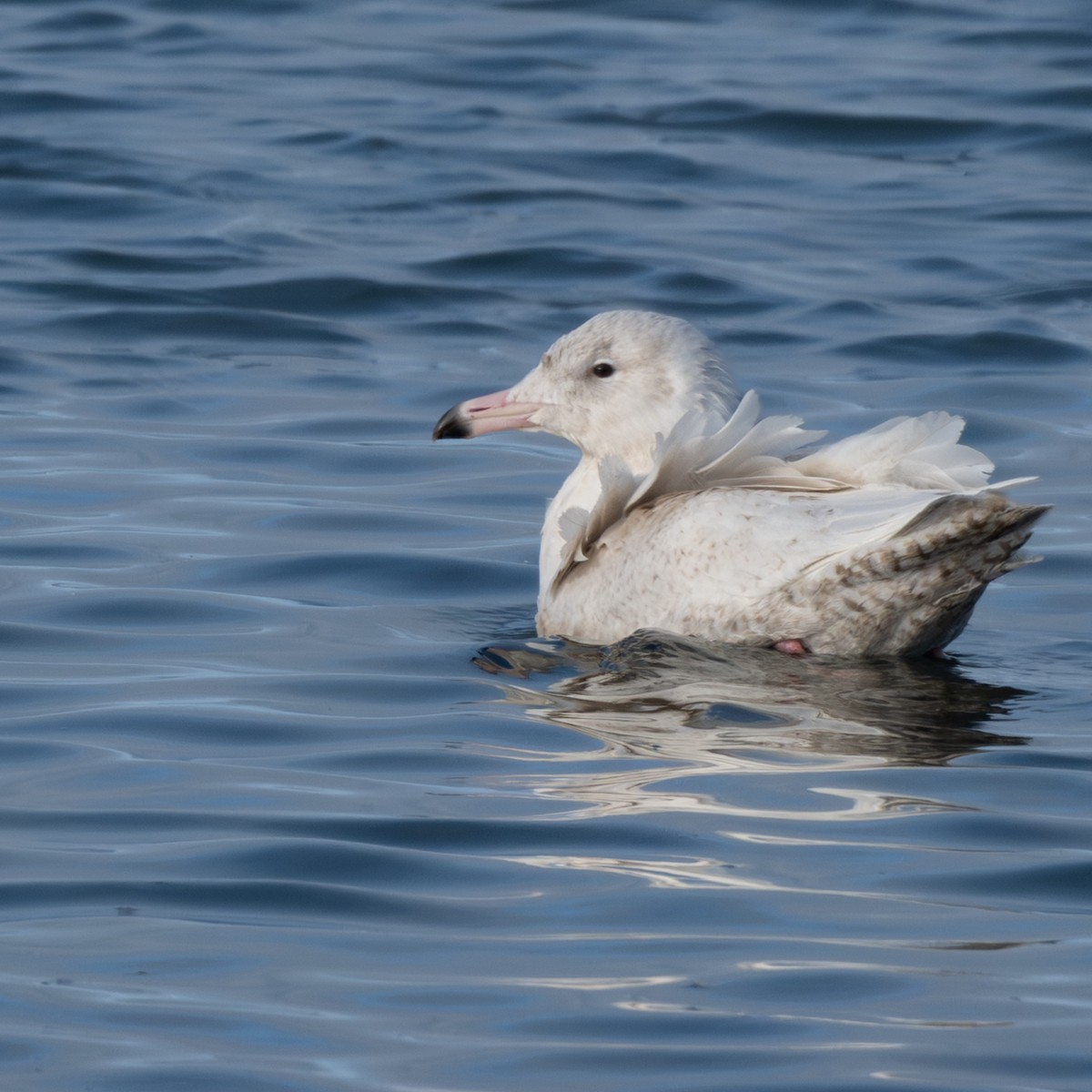 Gavión Hiperbóreo - ML647510499