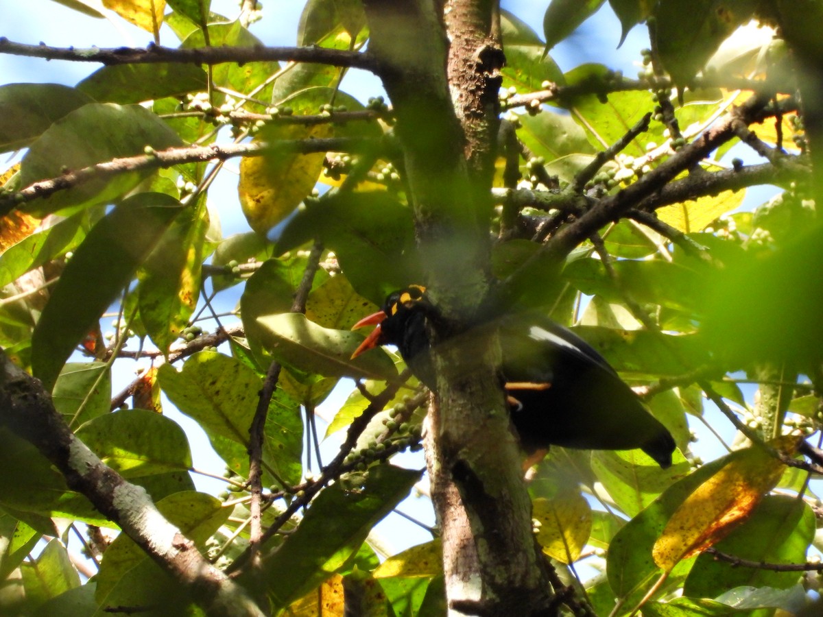 Miná Indio - ML647510500