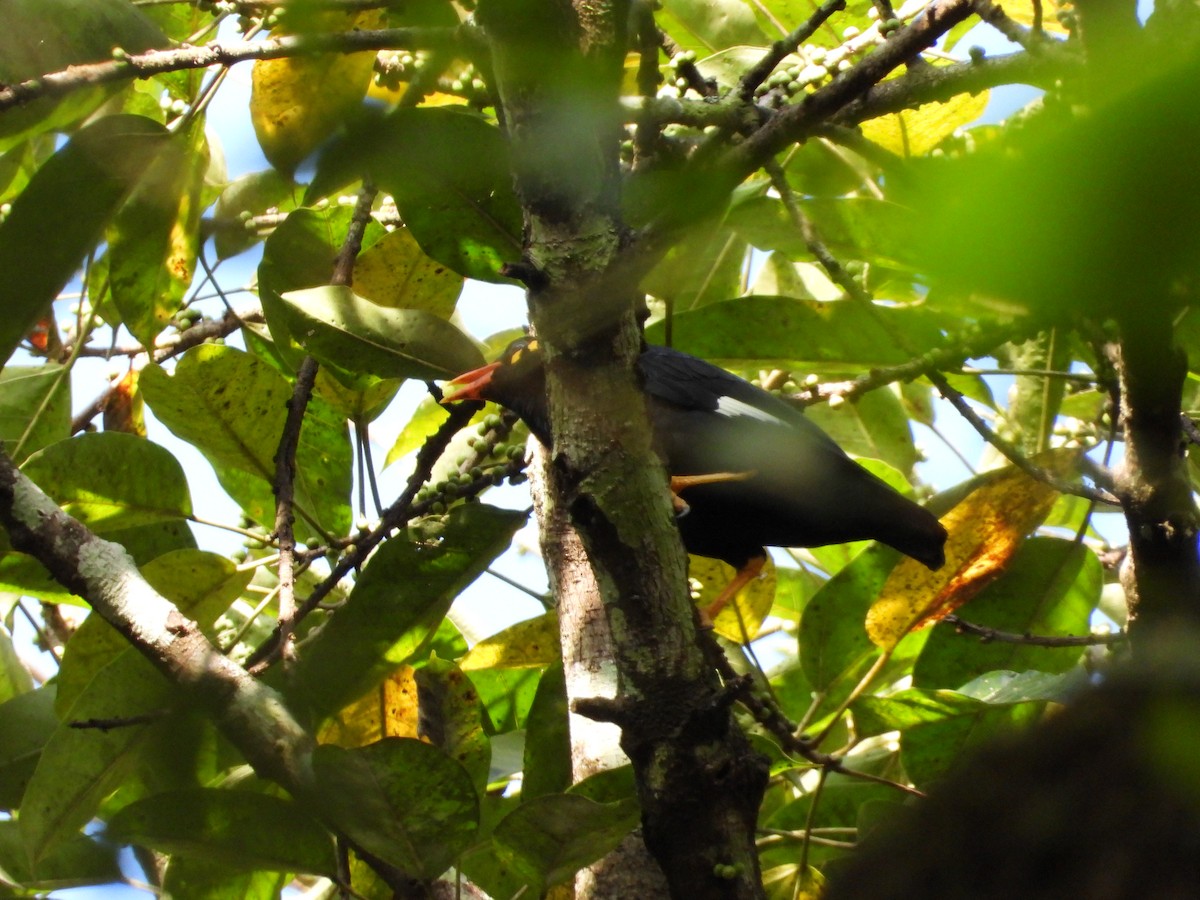 Miná Indio - ML647510501