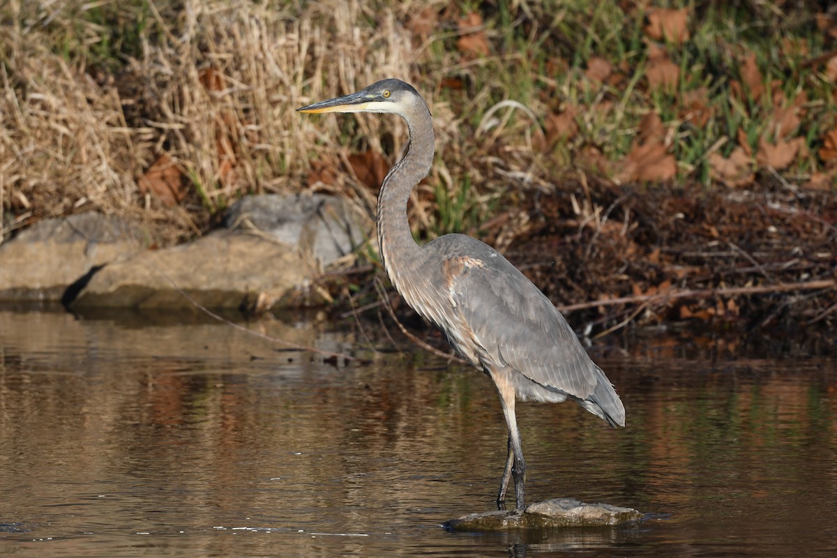 オオアオサギ（herodias グループ） - ML647510511
