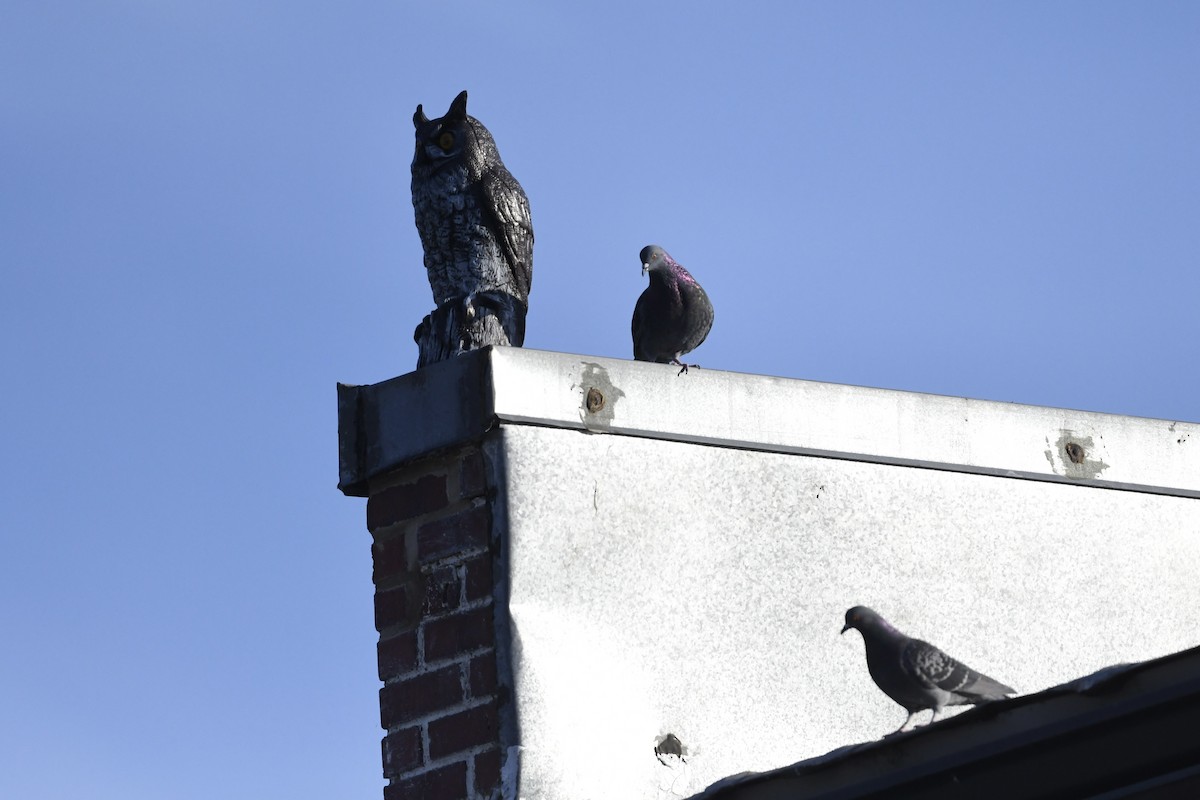 カワラバト（ドバト、家畜型） - ML647510519