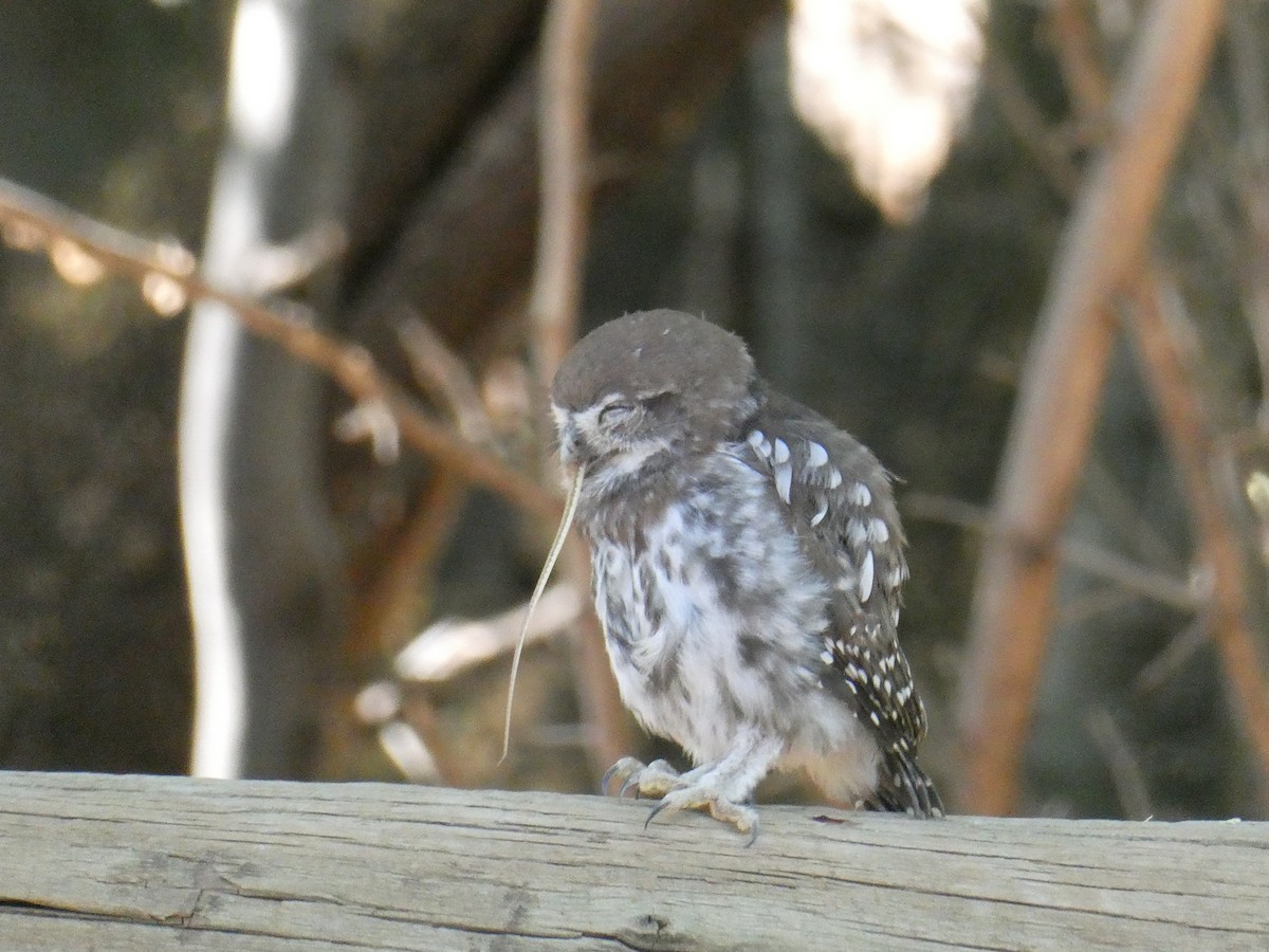 Pearl-spotted Owlet - ML647510522