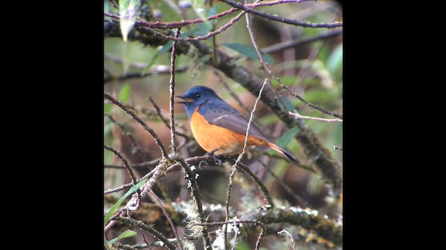 Горихвістка синьолоба - ML647510523