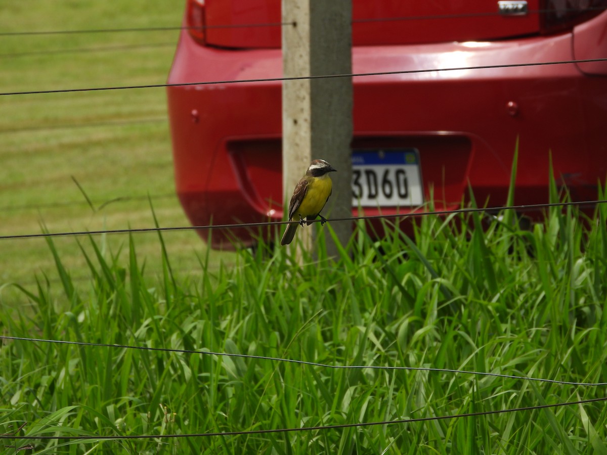 Красношапочный бентеви - ML647510554