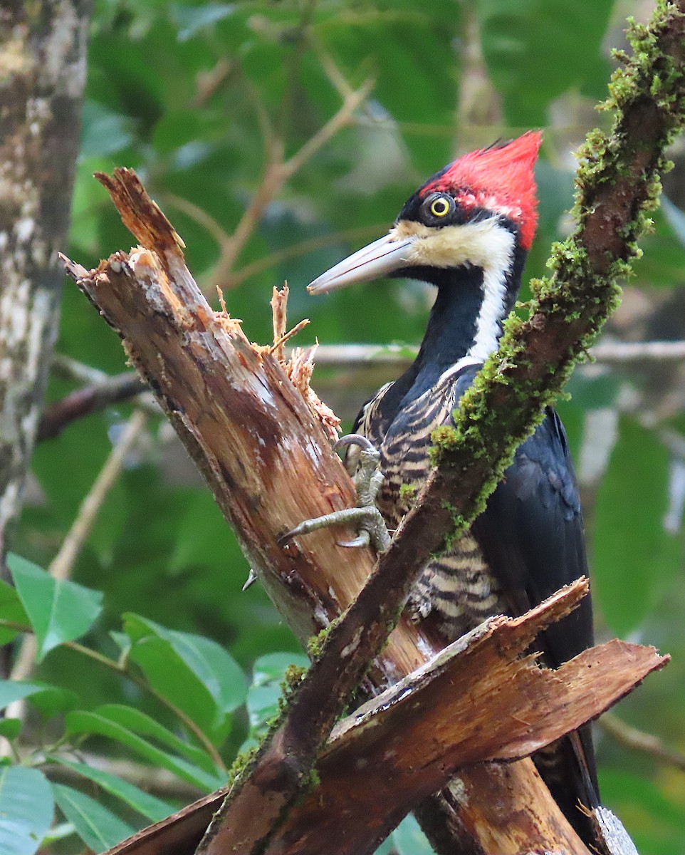 Crimson-crested Woodpecker - ML647510559