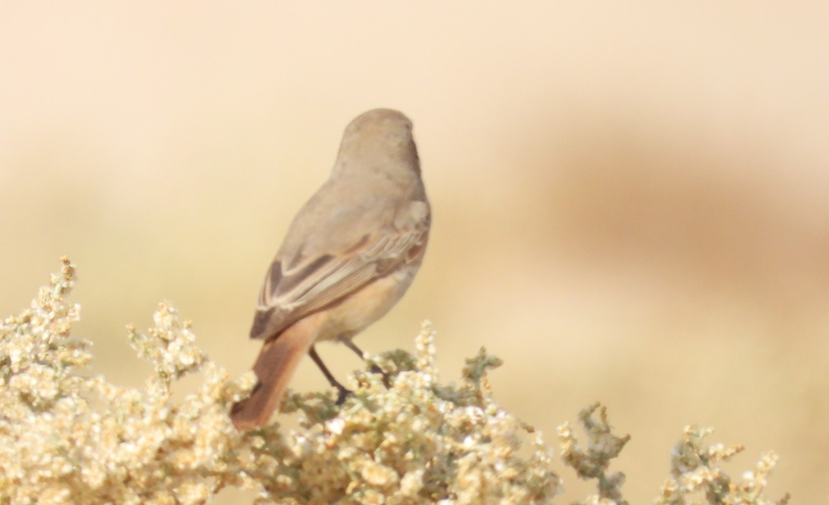 Alcaudón Isabel - ML647510560