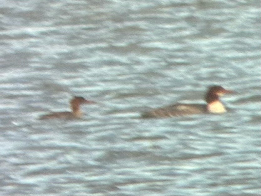 ウミアイサ - ML647510562