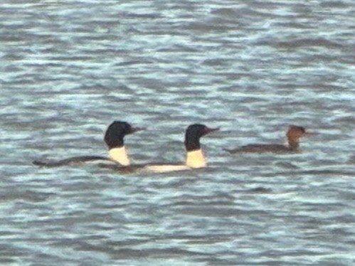 ウミアイサ - ML647510563