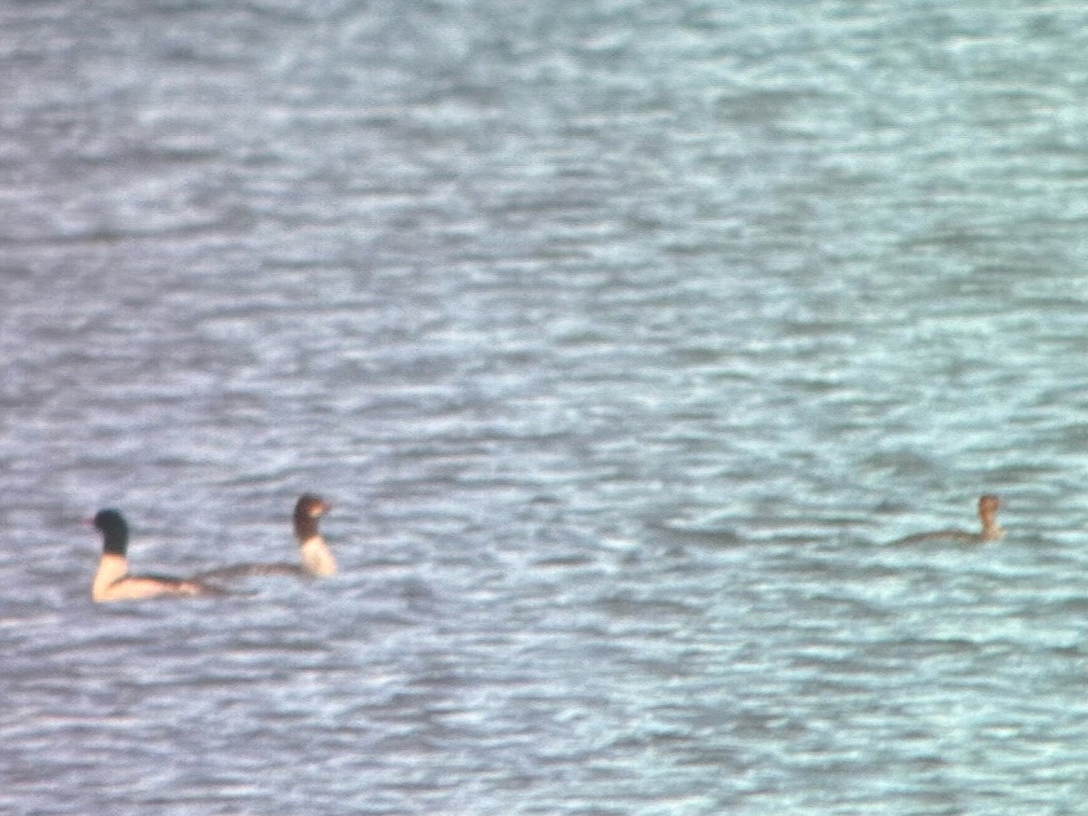 ウミアイサ - ML647510564