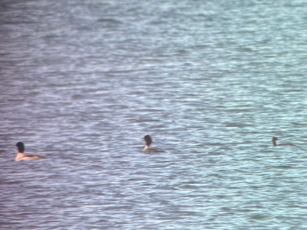 ウミアイサ - ML647510565