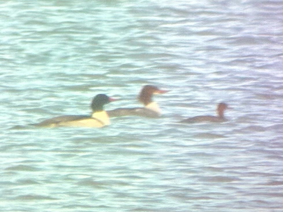 ウミアイサ - ML647510566