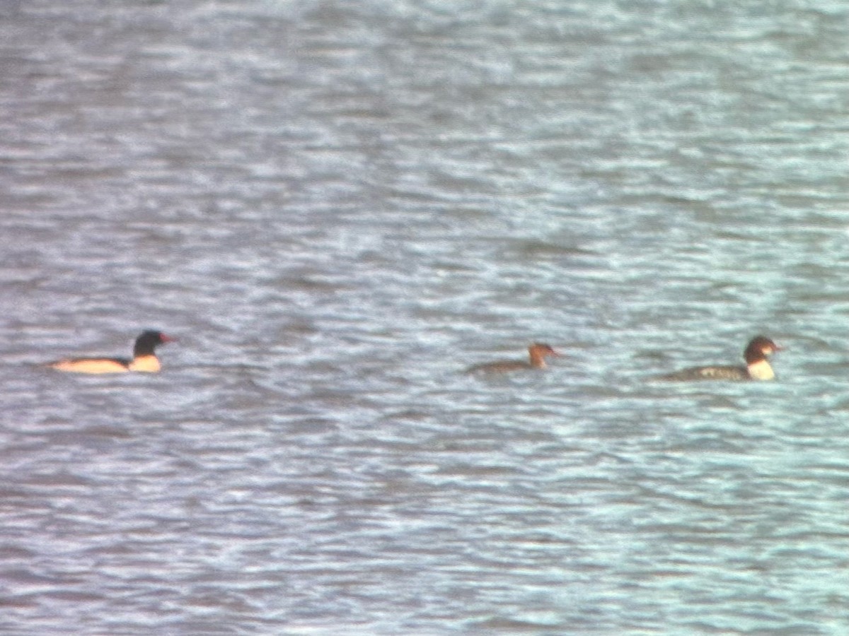 ウミアイサ - ML647510567