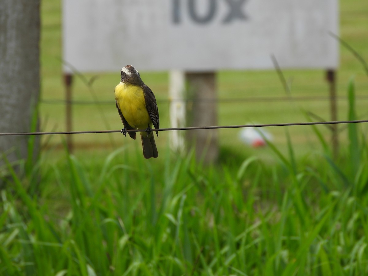 Красношапочный бентеви - ML647510569