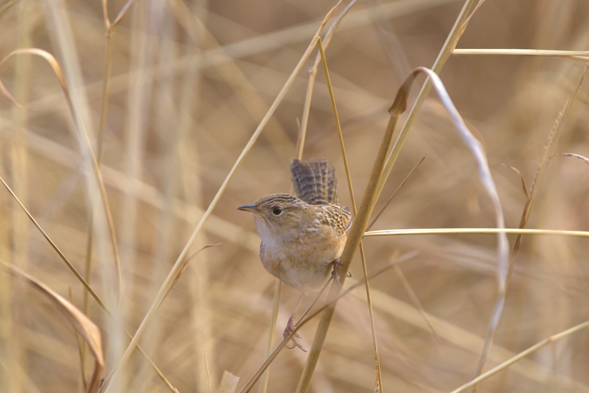 Тростниковый крапивник - ML647510572