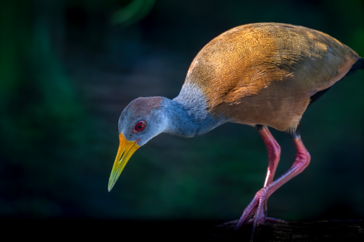 Russet-naped Wood-Rail - ML647510579