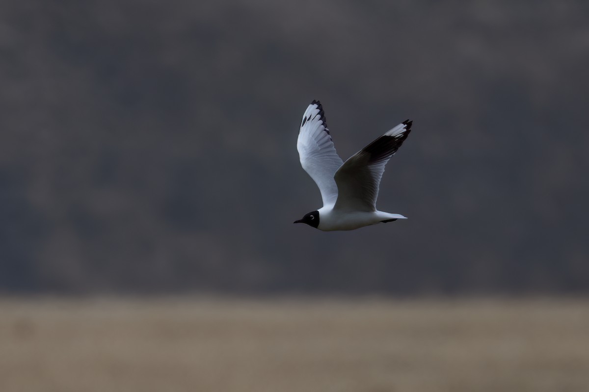 Andean Gull - ML647510587