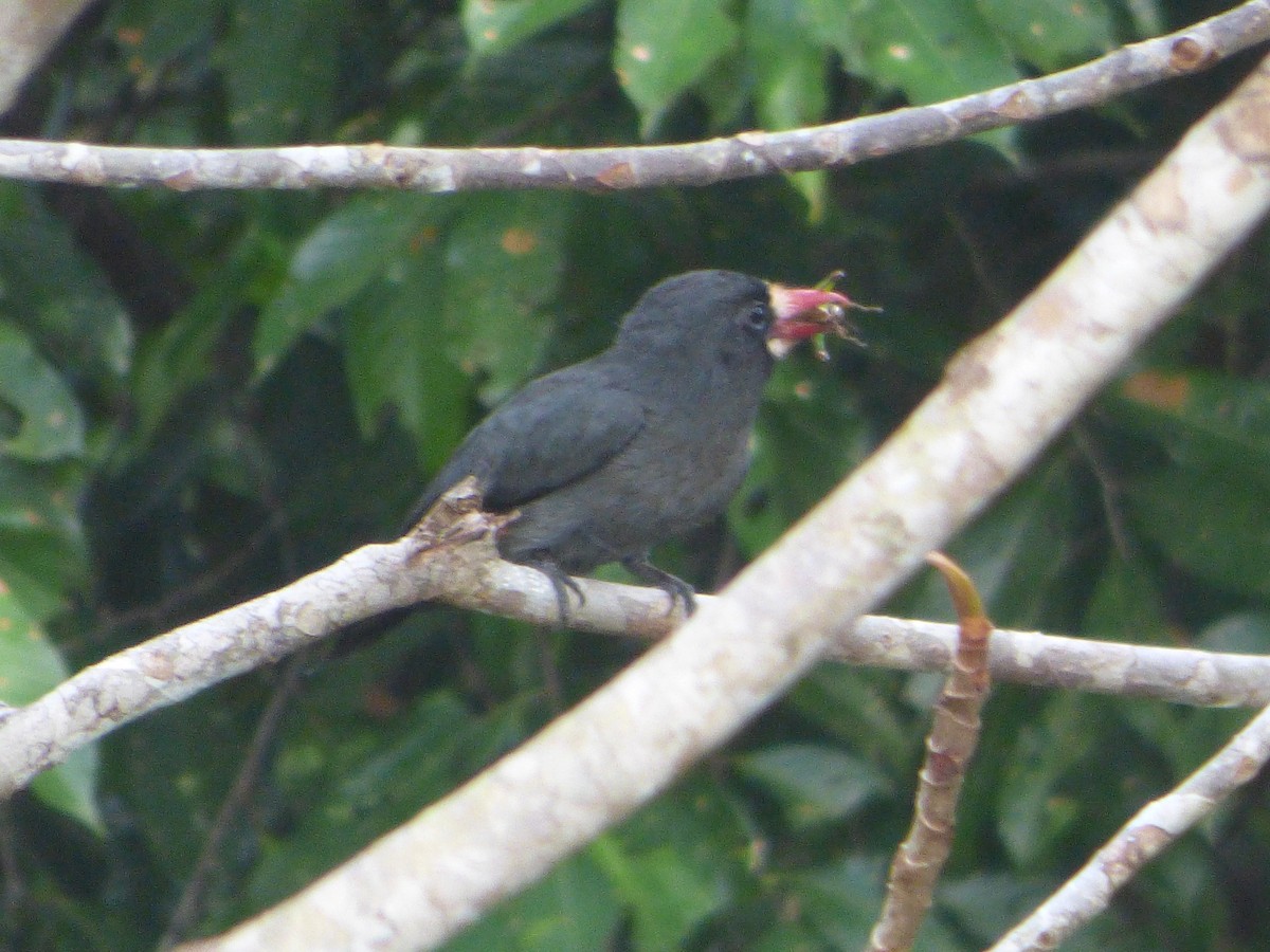 White-fronted Nunbird - ML647510592