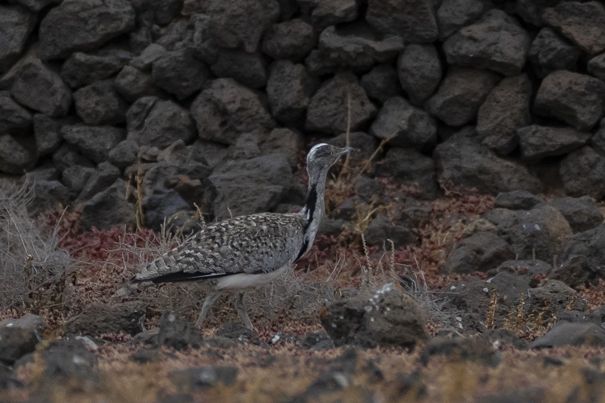 Hubara basoilo afrikarra (Kanariar uharteetakoa) - ML647510593