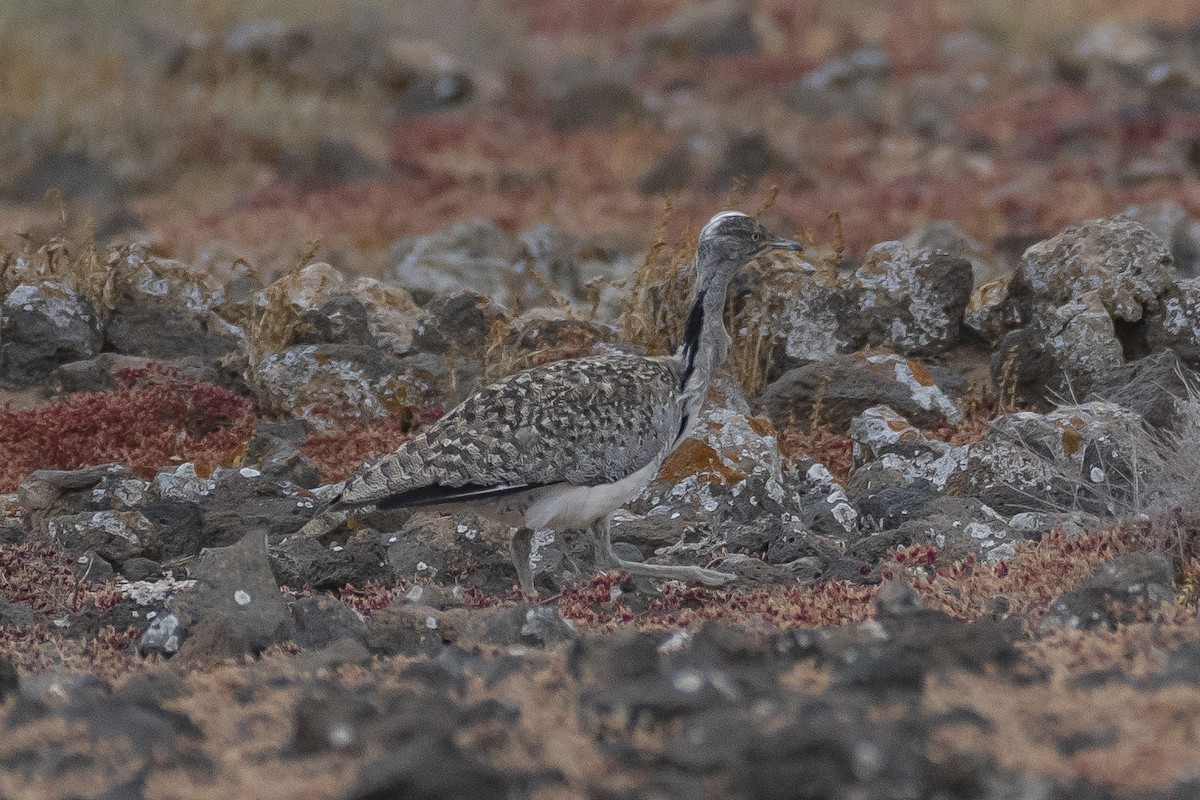 Hubara basoilo afrikarra (Kanariar uharteetakoa) - ML647510594