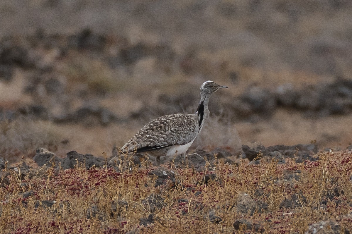 Hubara basoilo afrikarra (Kanariar uharteetakoa) - ML647510595