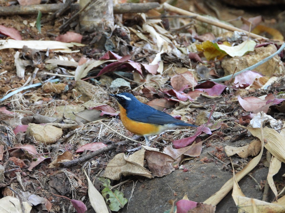 Indian Blue Robin - ML647510597