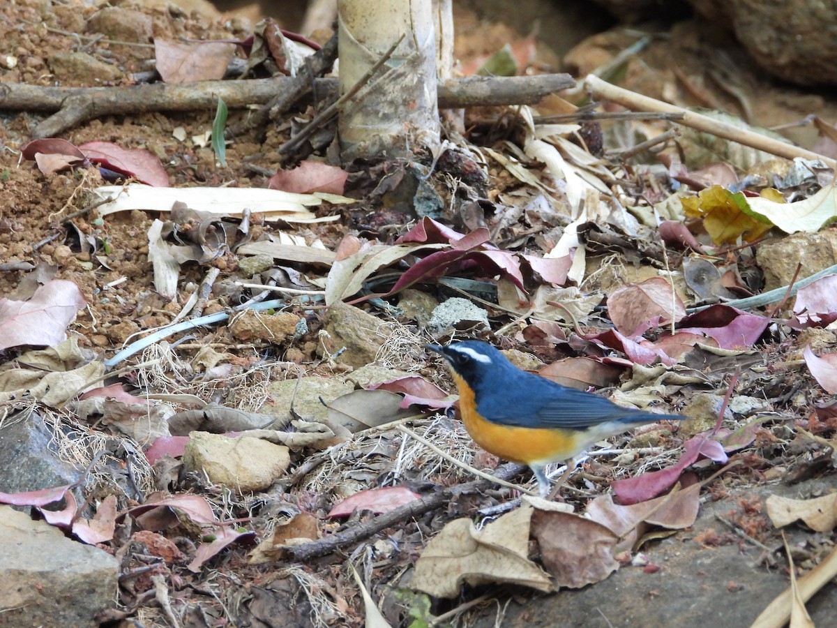 Indian Blue Robin - ML647510598