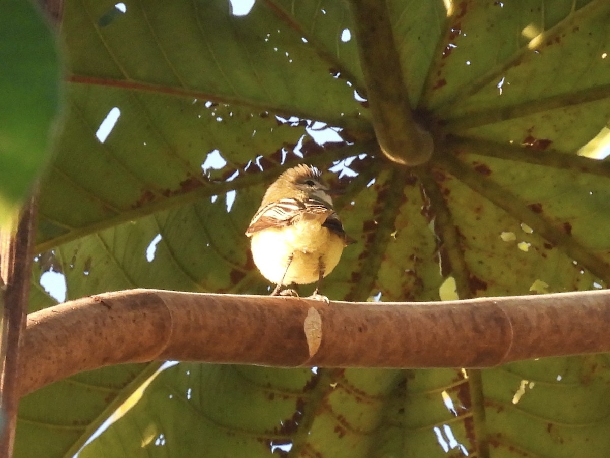 Southern Beardless-Tyrannulet - ML647510606