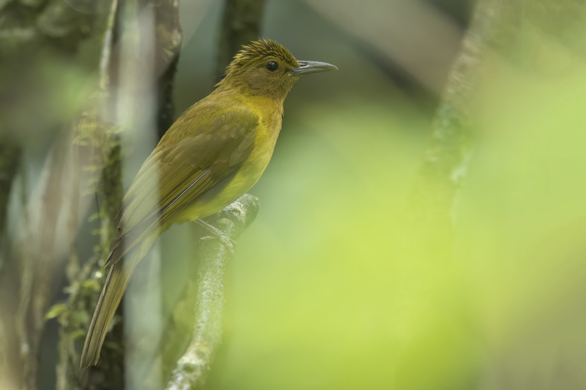 Yellowish Bulbul - ML647510609