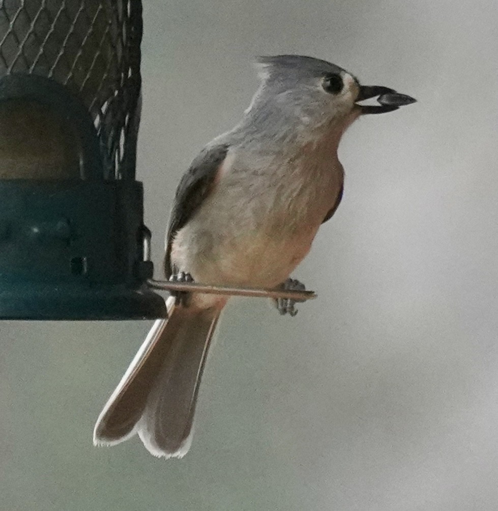 Tufted Titmouse - ML647510610